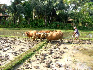 Farmer plows the rice fields